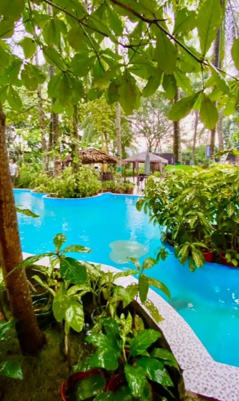 Garden greenery around the pool
